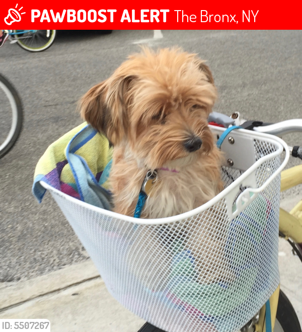 Lost Female Dog last seen Near Goodridge Ave & W 250th St, The Bronx, NY 10471