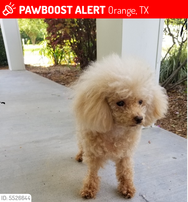 Lost Female Dog last seen Near Atkinson Circle, Orange, TX 77630, Orange, TX 77630