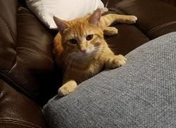 Lost Male Cat last seen Near E Saddle Way & S 212th St, Queen Creek, AZ 85142