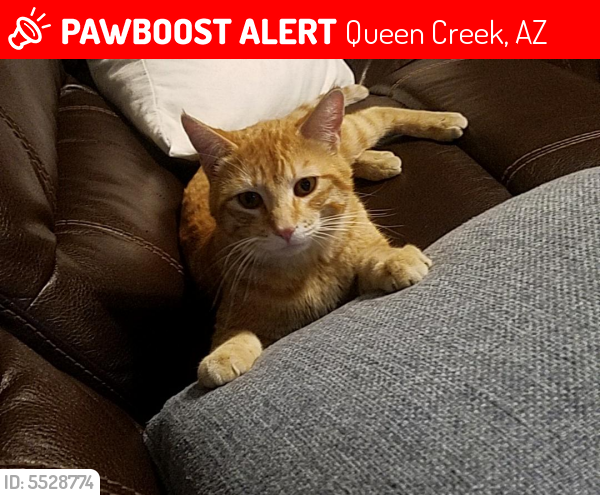 Lost Male Cat last seen Near E Saddle Way & S 212th St, Queen Creek, AZ 85142