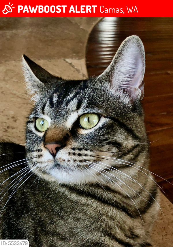 Lost Male Cat last seen Near NW Fremont St & NW Mc Intosh Rd, Camas, WA 98607