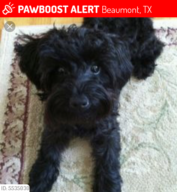Lost Female Dog last seen Near 19th St & Brentwood Dr, Beaumont, TX 77706
