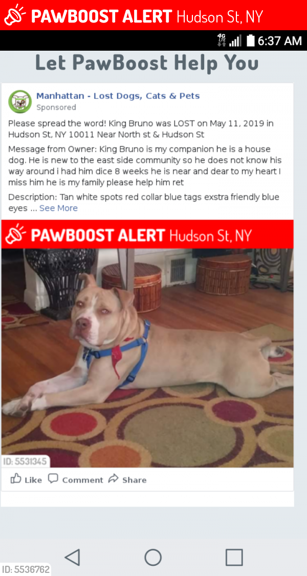 Lost Male Dog last seen Portland ave rochester NY, Hudson St, NY 10011