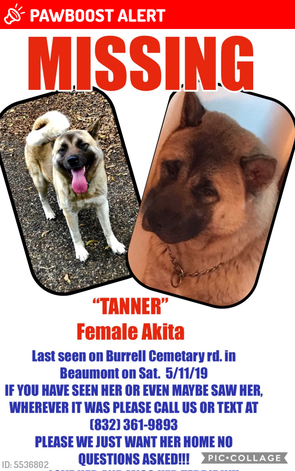 Lost Female Dog last seen Near Cemetery Rd & Benoit, Jefferson County, TX 77713