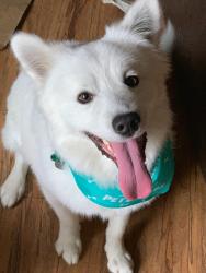 Reunited Male Dog last seen Near Adams St, Glendale, CA 91205