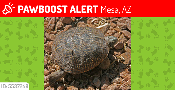 Lost Male Reptile last seen Near W 3rd St & N Date, Mesa, AZ 85201