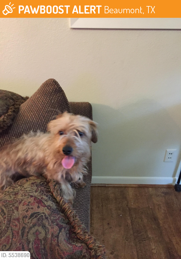 Found/Stray Male Dog last seen Near N Circuit Dr & Belvedere Dr, Beaumont, TX 77706