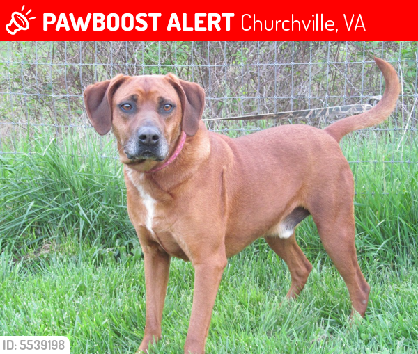 Lost Male Dog last seen Near Stover Shop Road, Churchville, VA, USA, Churchville, VA 24421