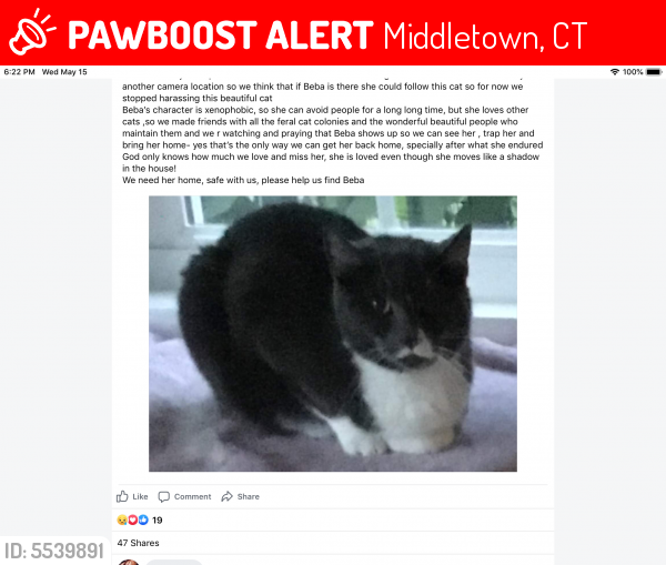 Lost Female Cat last seen Near Industrial Park Rd & Aetna Dr, Middletown, CT 06023