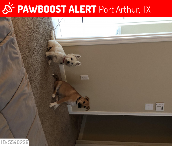 Lost Male Dog last seen Port Arthur, Port Bolivar, TX, USA, Port Arthur, TX 77640