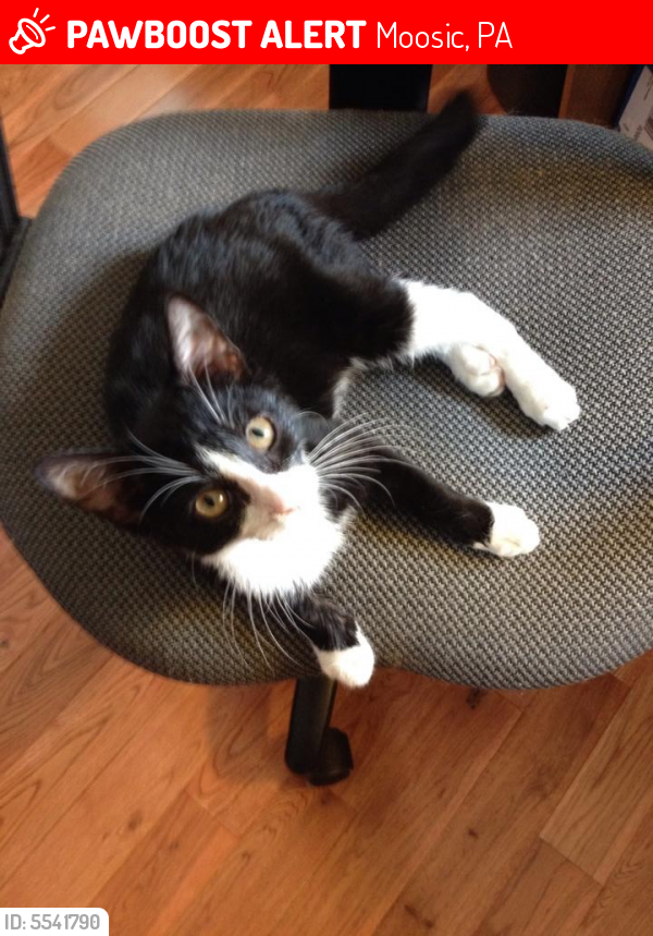 Lost Male Cat last seen Near Montage Mountain Rd & Steinbeck Dr, Moosic, PA 18507