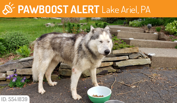 Found/Stray Unknown Dog last seen Near 2nd Ave & Willard Rd, Lake Ariel, PA 18436