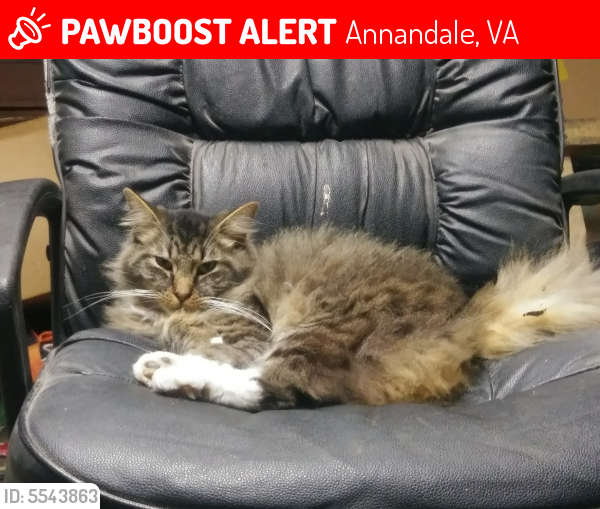 Deceased Male Cat last seen Near Old Columbia Pike & Little River Tpke, Annandale, VA 22003