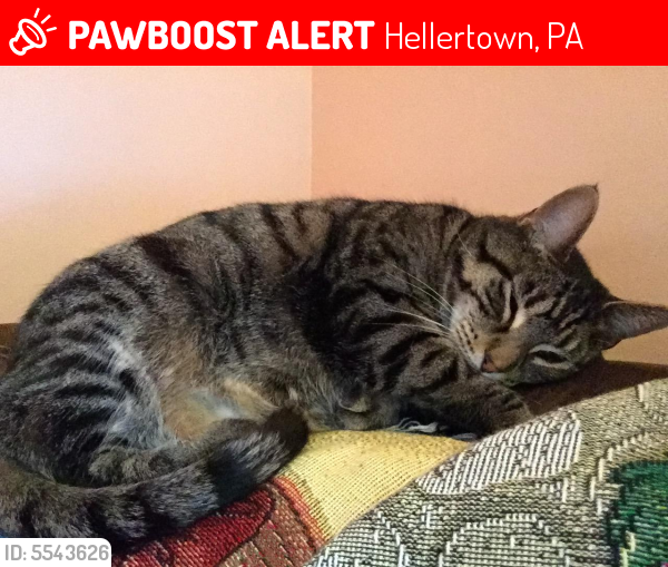Lost Male Cat last seen Near 2nd Ave & Linden Ave, Hellertown, PA 18055