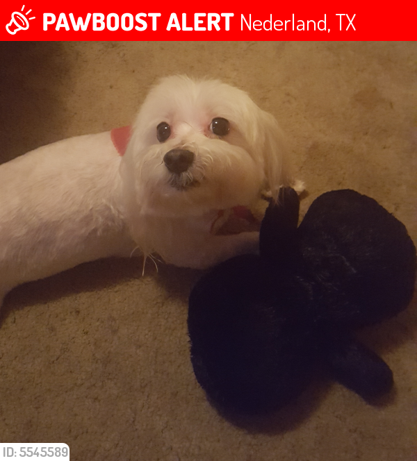Lost Male Dog last seen Near 6th St & Texas Ave, Nederland, TX 77651