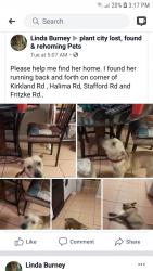 Reunited Female Dog last seen Near Bogdonoff Dr & E Old Hillsborough Ave, Seffner, FL 33584