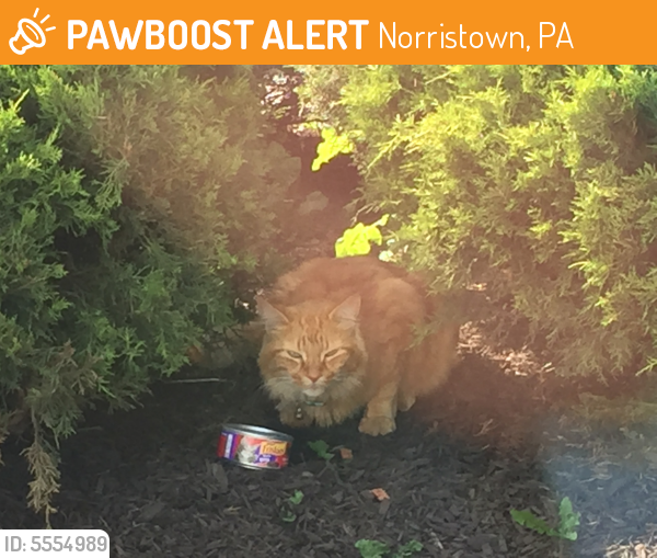 Found/Stray Unknown Cat last seen Near Willow St & Appletree Aly, Norristown, PA 19401