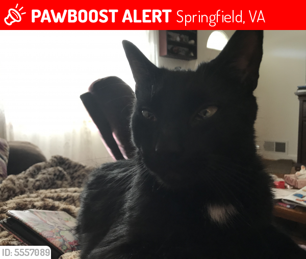 Lost Male Cat last seen Near Hibbling Ave & Monticello Blvd, Springfield, VA 22150