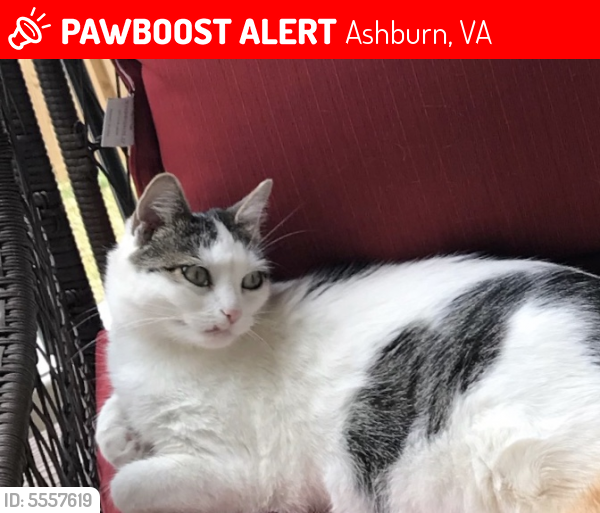Lost Female Cat last seen Near Graduate Terrace, Ashburn, VA, USA, Ashburn, VA 20147