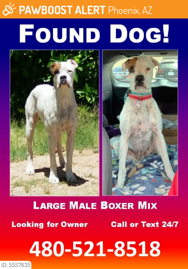 Found/Stray Male Dog last seen Near N 34th St & E Betty Elyse Ln, Phoenix, AZ 85032