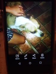 Lost Male Dog last seen Near south 11th street Temple, Texas, Temple, TX 76504