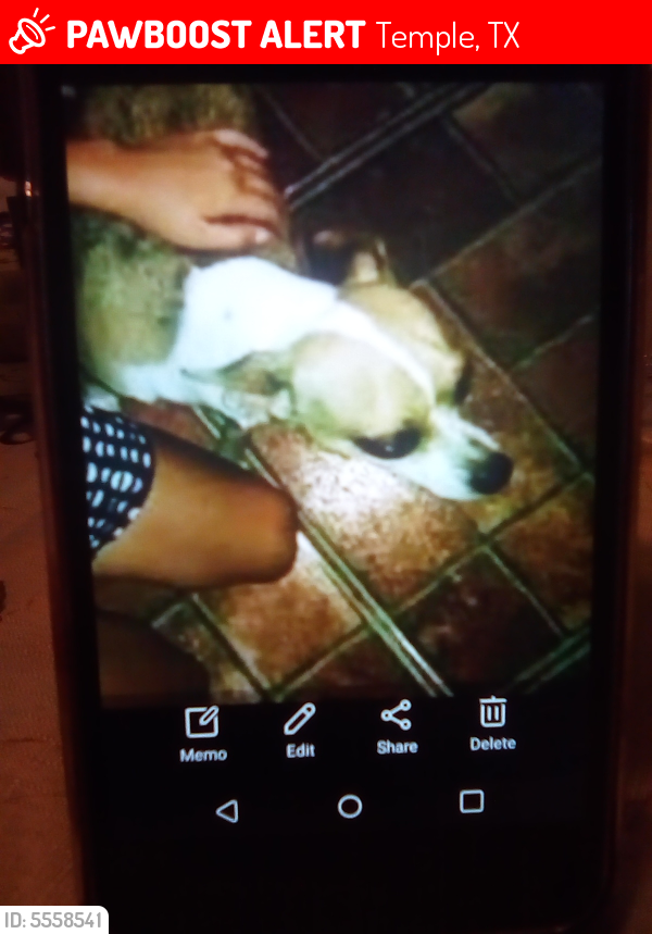 Lost Male Dog last seen Near south 11th street Temple, Texas, Temple, TX 76504