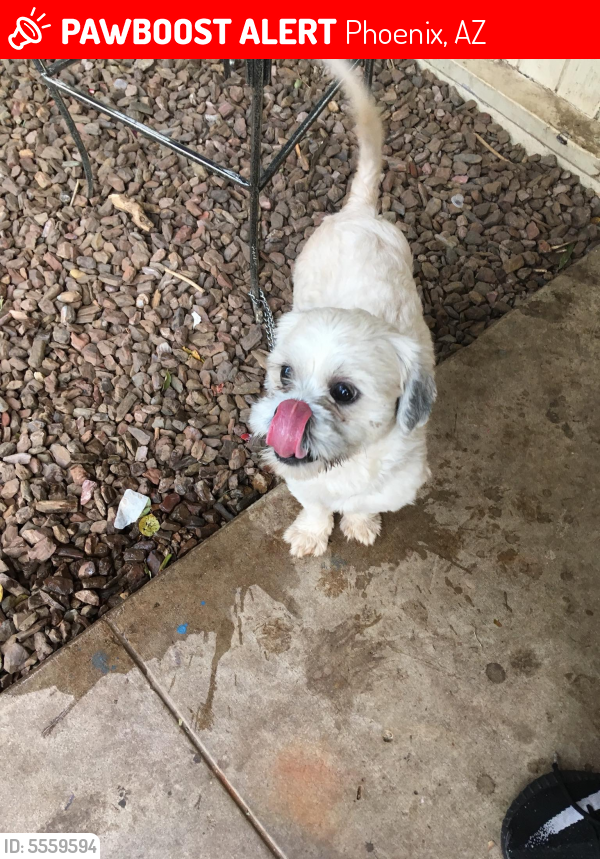Lost Male Dog last seen Near N 32nd Ave & W el Camino Dr, Phoenix, AZ 85051