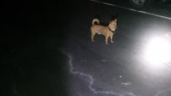 Found/Stray Male Dog last seen Near Hughes Lane, Bakersfield, CA, USA, Bakersfield, CA 93304