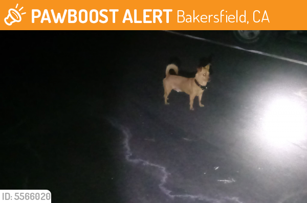Found/Stray Male Dog last seen Near Hughes Lane, Bakersfield, CA, USA, Bakersfield, CA 93304