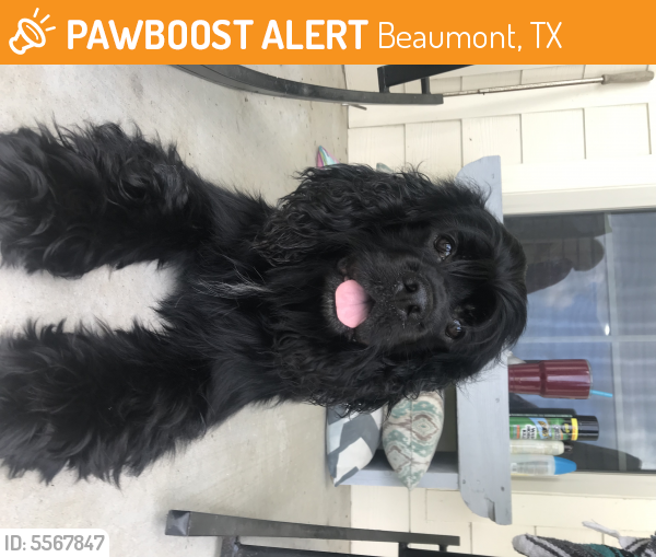 Found/Stray Male Dog last seen Blewett Rd & LaBelle Rd, Beaumont, TX 77705