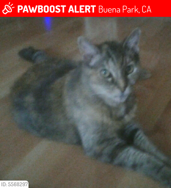 Deceased Female Cat last seen Near Sheridan Way & San Rafael Dr, Buena Park, CA 90620