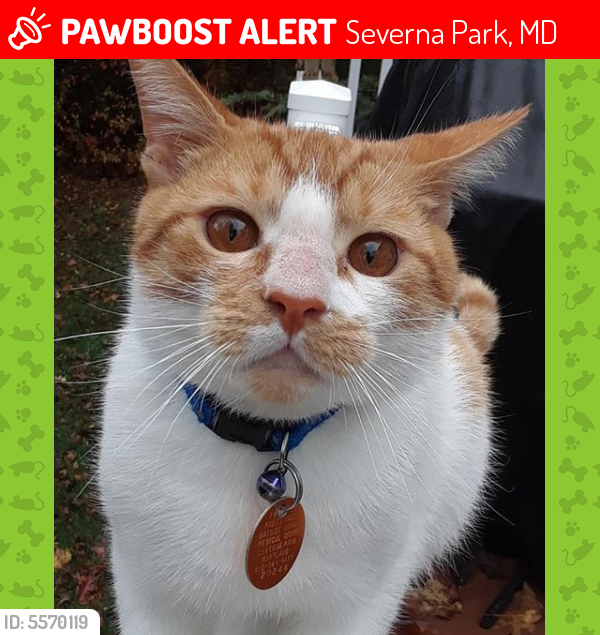Lost Male Cat last seen McBride Lane, Severna Park, MD, USA, Severna Park, MD 21146
