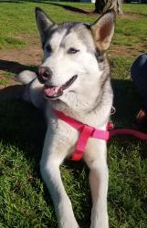 Reunited Female Dog last seen Near Cinderella Way & Cinderella Pl, Lemon Grove, CA 91945
