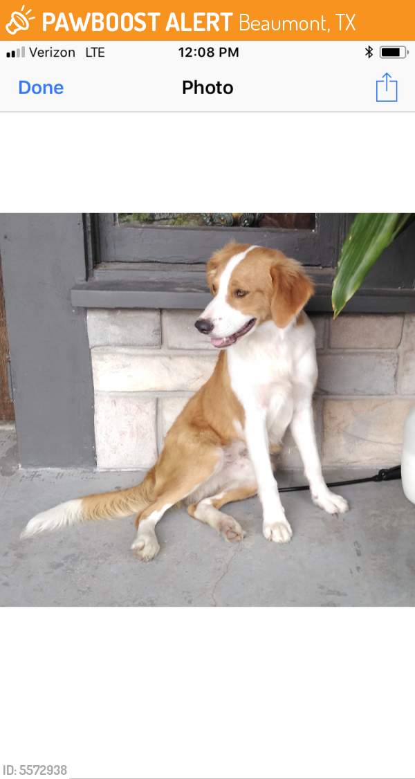 Surrendered Male Dog last seen Near Franklin St & Ave A, Beaumont, TX 77701