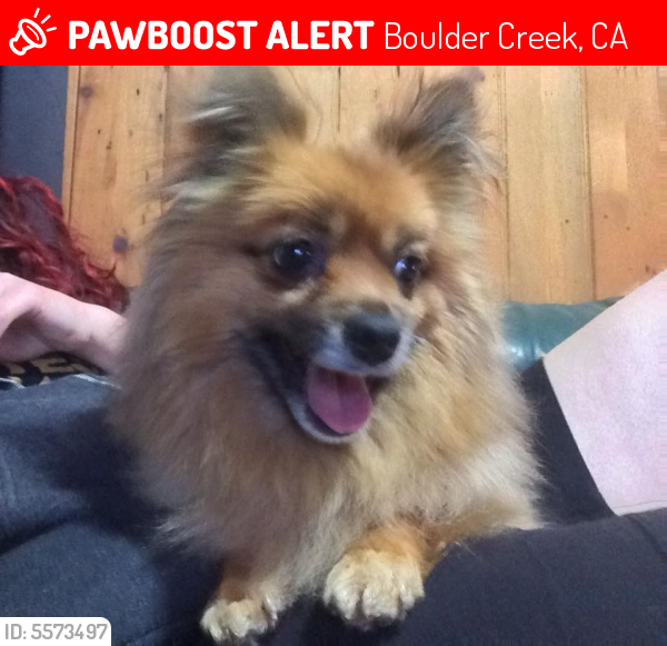 Deceased Male Dog last seen Near Hwy 9 & Kings Creek Rd, Boulder Creek, CA 95006