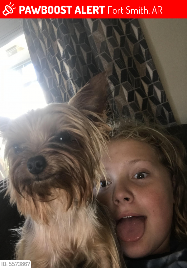 Lost Female Dog last seen Near Fianna Place Ter & S 16th St, Fort Smith, AR 72908