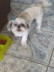 Reunited Female Dog last seen Near Caballo Lake Dr & Pebble Hills Blvd, El Paso, TX 79936