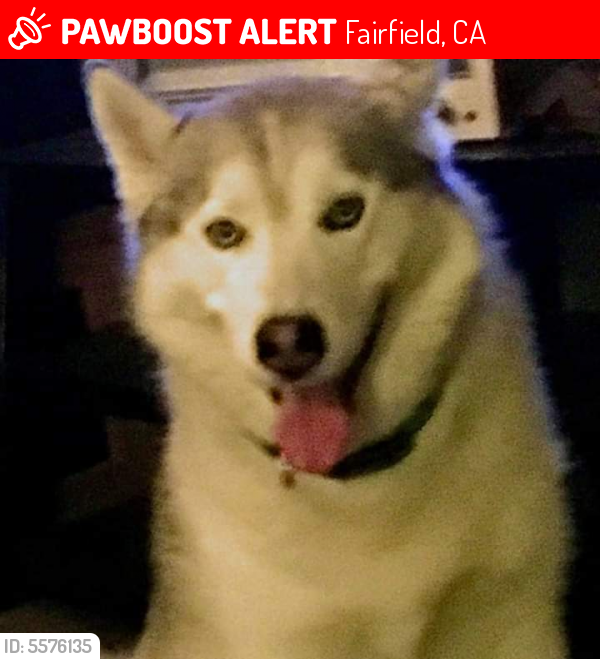 Lost Male Dog last seen Near Rockville Rd & I- 80, Fairfield, CA 94534
