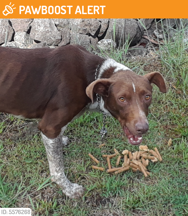 Found/Stray Male Dog last seen Hpp, 3rd ave, keaau, hi, Hawaiian Paradise Park, HI 96749