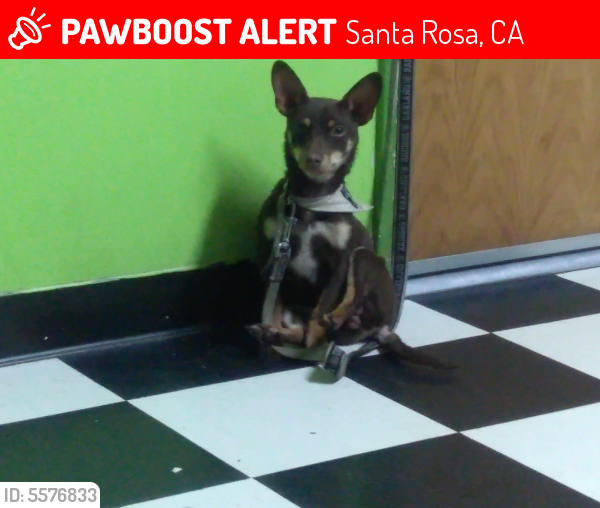Lost Male Dog last seen Near Lucas Cir & Hewett St, Santa Rosa, CA 95401