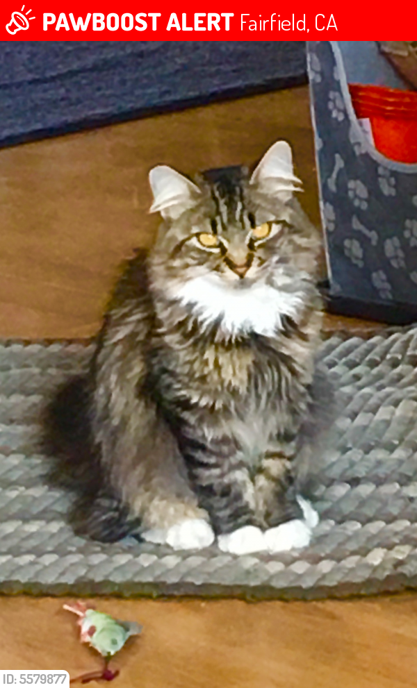 Lost Female Cat last seen Near Wood Hollow Ct & Wood Hollow Cir, Fairfield, CA 94533
