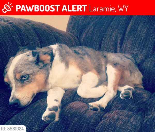 Lost Female Dog last seen Near E Sanders Dr & S 13th St, Laramie, WY 82070