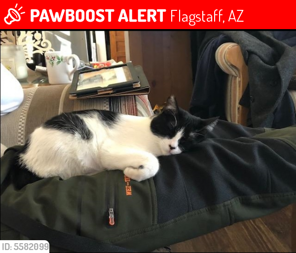Lost Female Cat last seen Near Forest Dr & Offenhauser Dr, Flagstaff, AZ 86004