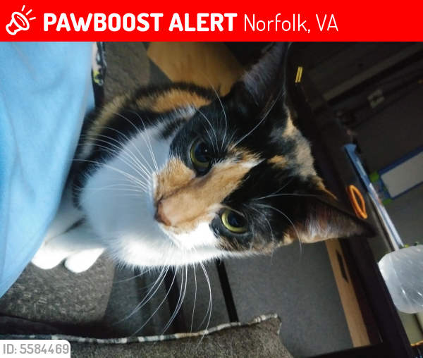 Lost Female Cat last seen Near Shafer St & Azalea Garden Rd, Norfolk, VA 23513