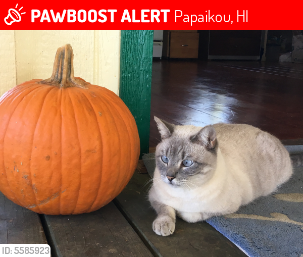 Lost Male Cat last seen Papaikou Homestead Rd, HI, USA, Papaikou, HI 96781