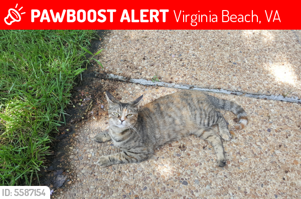 Lost Female Cat last seen Near Berrywood Ct & Berrywood Rd, Virginia Beach, VA 23464