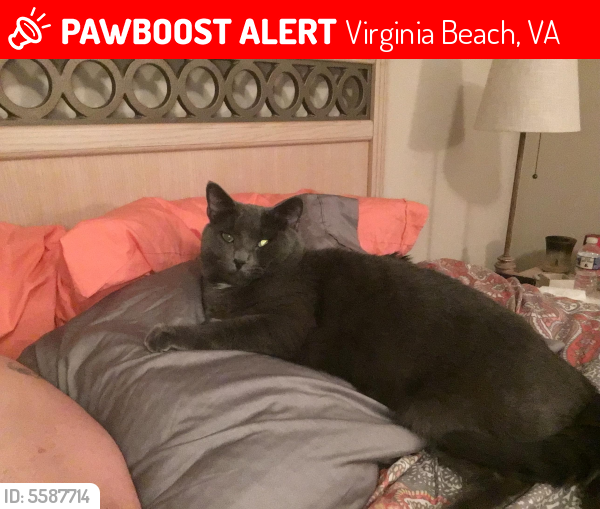 Lost Male Cat last seen Near General Booth Blvd & Oceana Blvd, Virginia Beach, VA 23454