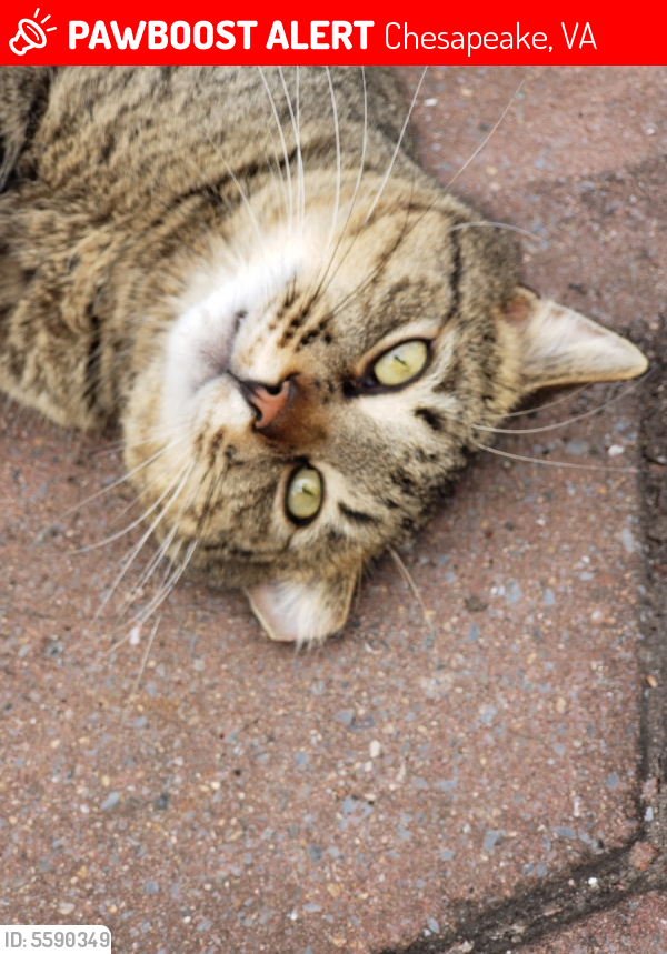 Lost Male Cat last seen Near Bentham Ln & Coleshill Ln, Chesapeake, VA 23321