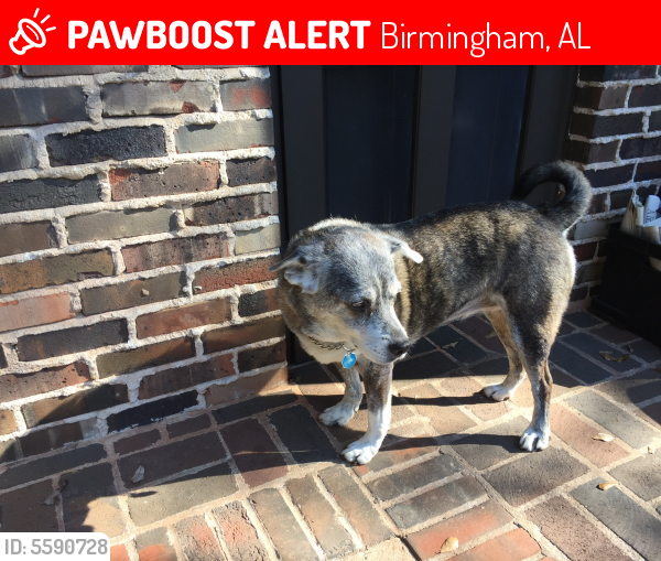 Lost Female Dog last seen Near Lenox Rd & Lenox Road, Birmingham, AL 35213