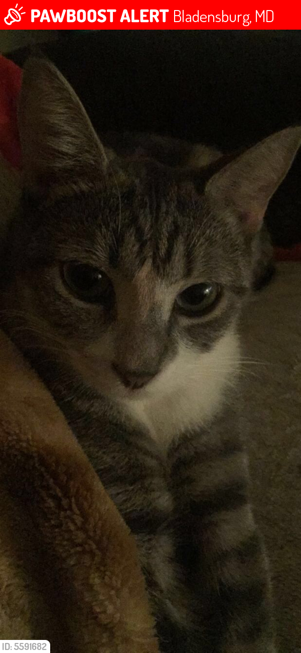 Lost Female Cat last seen Near Annapolis Rd & Quincy Pl, Bladensburg, MD 20710